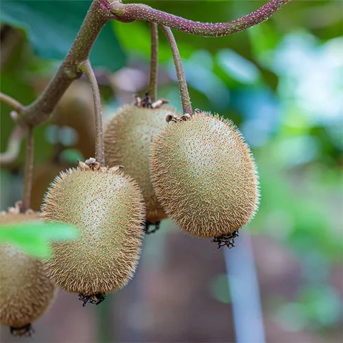 奈良県産キウイが持つ自然な甘さと爽やかな酸味