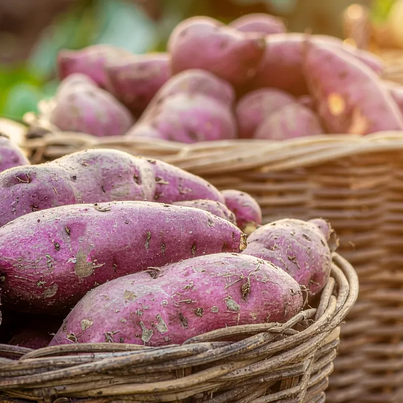 豊かな土壌ですくすくすく育ったさつまいもを厳選