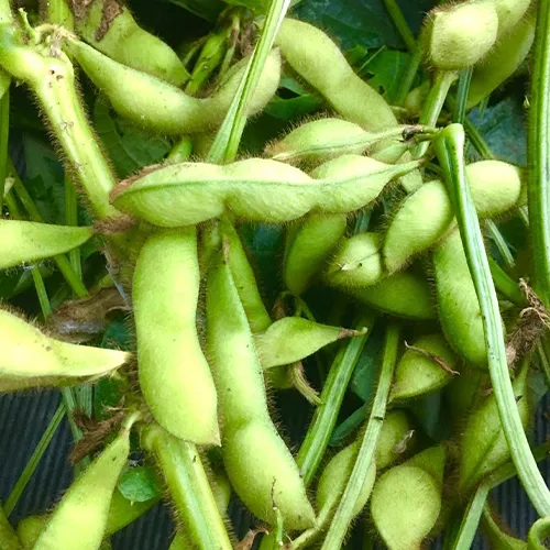 お正月用の黒豆を完熟前に収穫した、貴重な黒枝豆