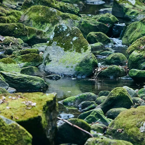 山の水で育てた、奈良の特別栽培黒枝豆