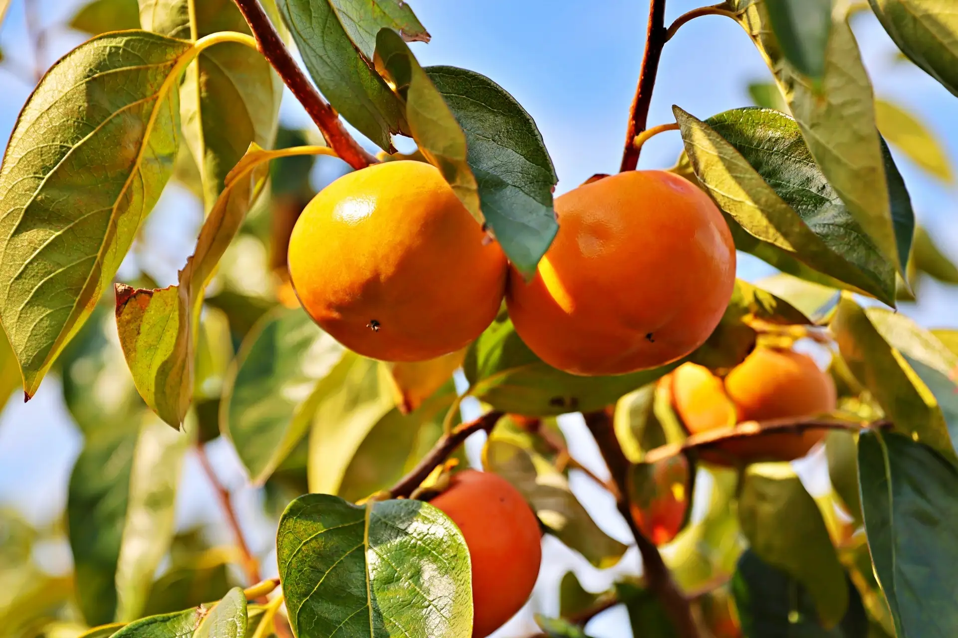 樹上完熟により育まれた西吉野の富有柿