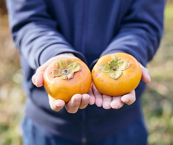 富有柿を手に載せた写真