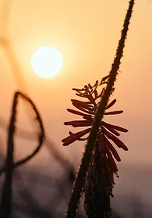 奈良の夕日