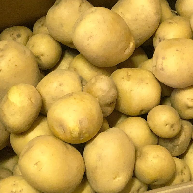 収穫したじゃがいも